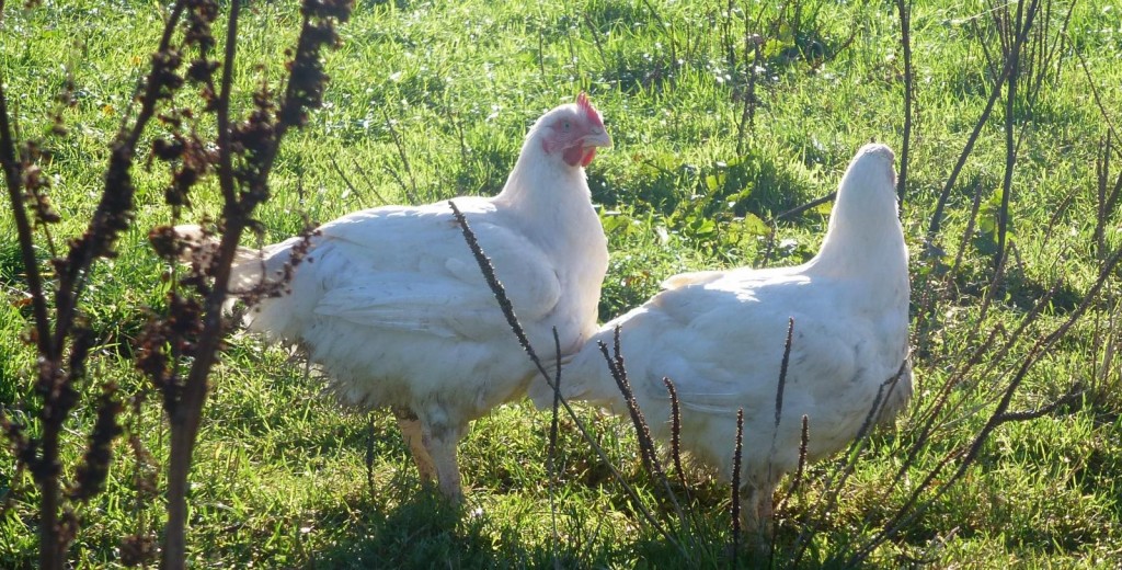 Castlemead-chickens
